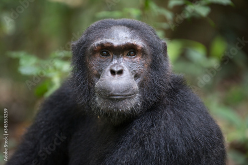 Obraz na płótnie Portrait of wild chimpanzee primate