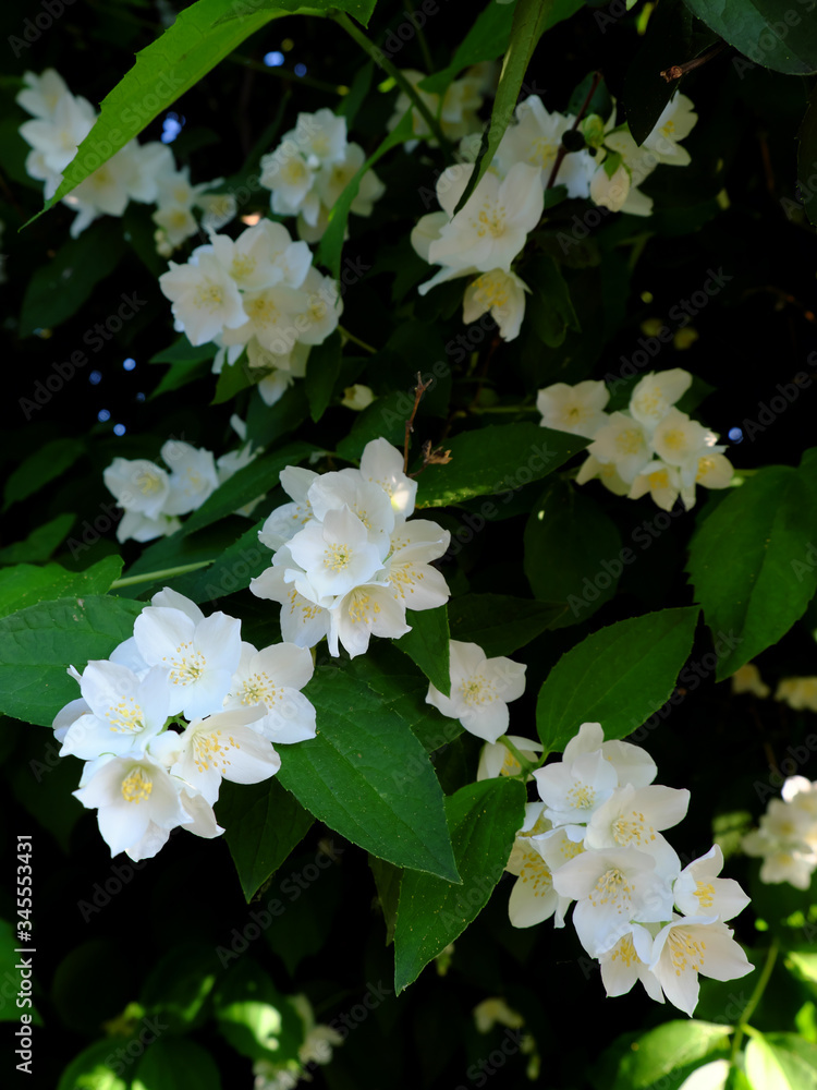 Beautiful jasmine flowers are blooming on the branches. Beautiful jasmine flowers are blooming on the branches.