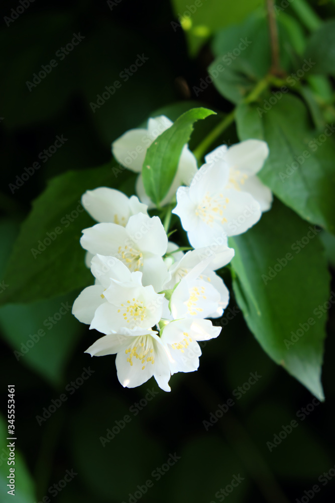Jasmine flowers on a branch. Blurred background. Jasmine flowers on a branch. Blurred background.