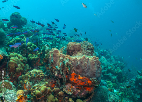 Caribbean coral garden © John Anderson
