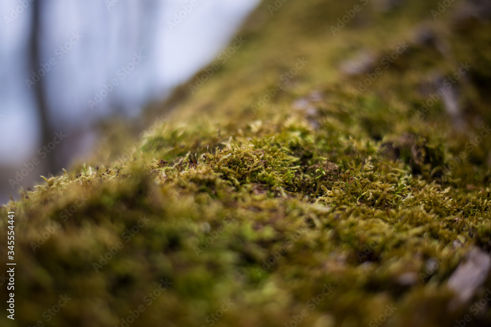 moss on trees and land. on a blurred background. macro
moss on trees and land. on a blurred background. macro