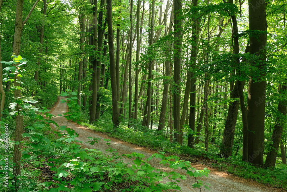 German mixed forest in spring. Fresh young green vibrant leaves background. Curved forest road(track), wild garlic and its white blooming flowers. Beautiful tree trunks and natural morning light. German mixed forest in spring. Fresh young green vibrant leaves background. Curved forest road(track), wild garlic and its white blooming flowers. Beautiful tree trunks and natural morning light.