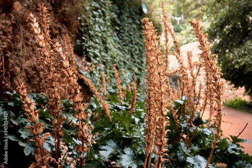 plants from the Alhambra garden in Granada