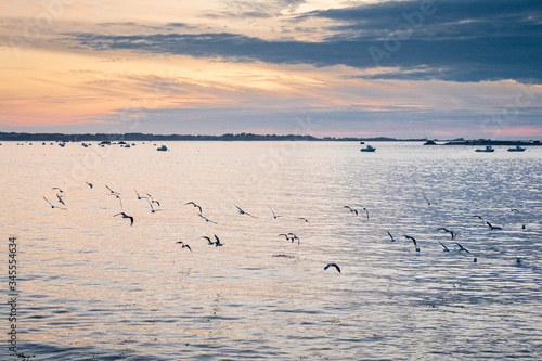 Vol de mouettes au dessus de la mer