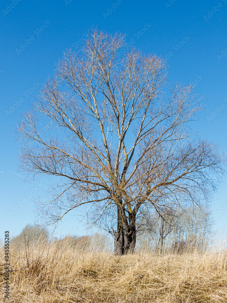 Lonely tree in early spring without leaves yet. Last year's yellow grass on foreground, bright blue sky on background. Lonely tree in early spring without leaves yet. Last year's yellow grass on foreground, bright blue sky on background.