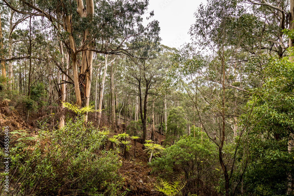 Big trees in a rainforest in New South Wales, Australia. Big trees in a rainforest in New South Wales, Australia.