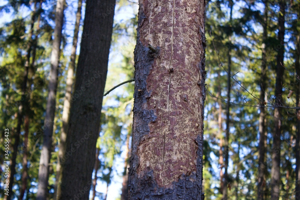 Ips typographus on spruce bark.The European spruce bark beetle Ips typographus, is a species of beetle in the weevil subfamily Scolytinae, the bark beetles.
