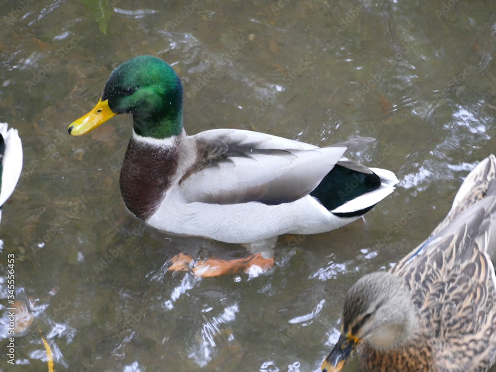 Obraz premium Stockenten Erpel