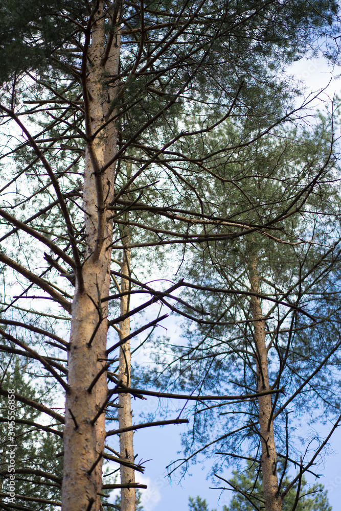 green pine forest against the sky and clouds green pine forest against the sky and clouds