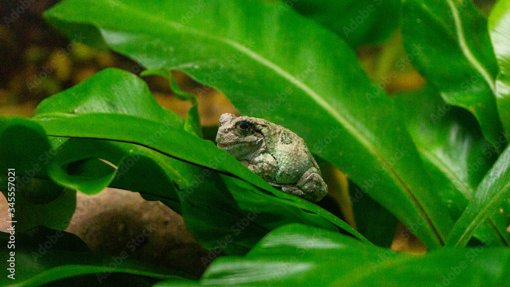 frog frog