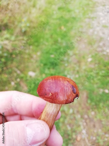mushroom in the forest