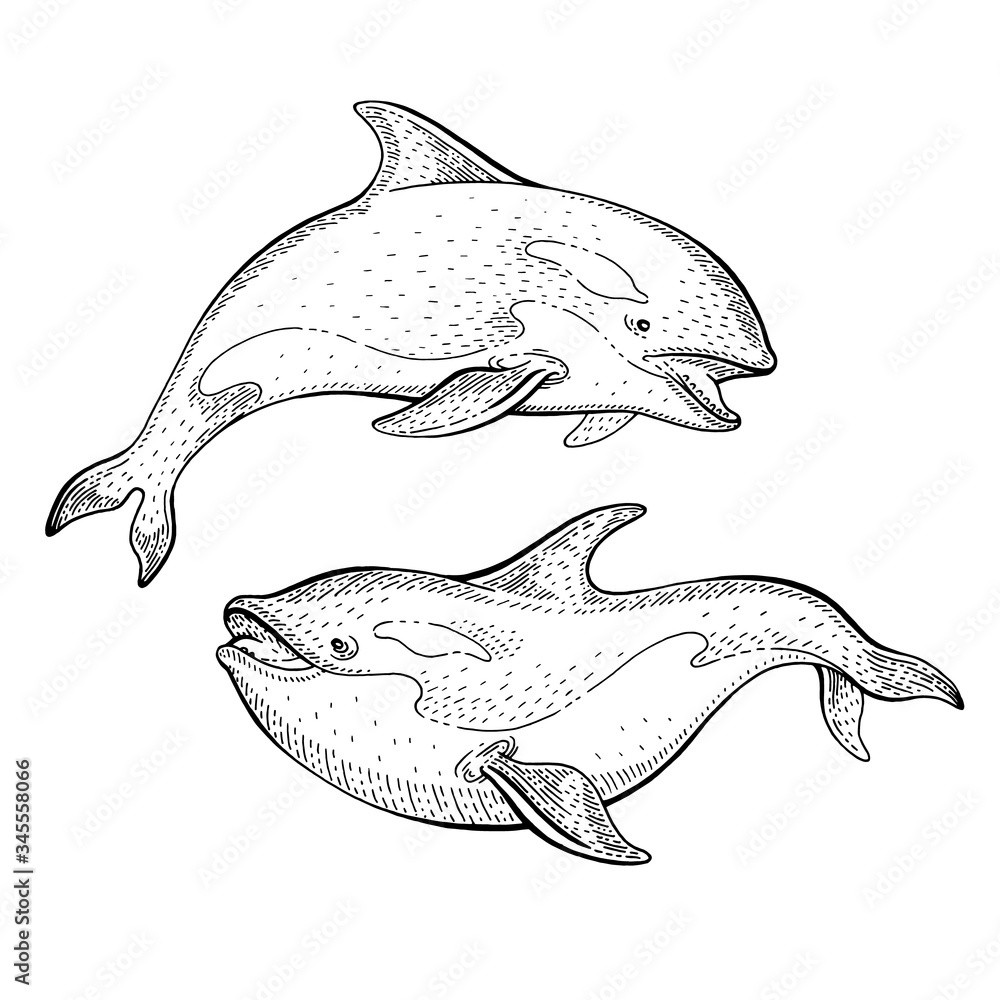 Orca Killer Whale sketch, vintage vector illustration. Sea animal hand  drawn line art. Circus whales engraved drawing set. Ocean life black etched  design for realistic retro tattoo, poster, banner Stock Vector |