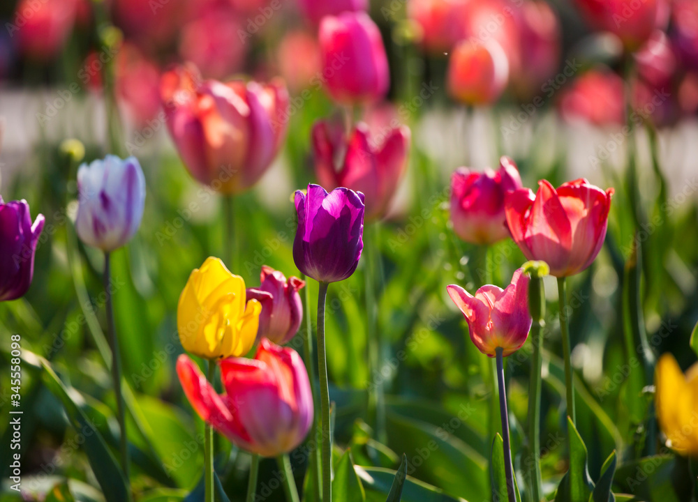 Tulip fields with many blooming flowers Tulip fields with many blooming flowers