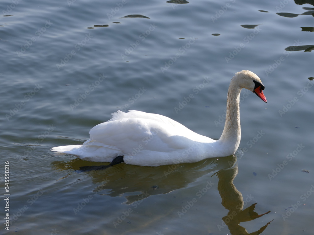 Schwan See Schwäne Wasservögel Natur Schwan See Schwäne Wasservögel Natur