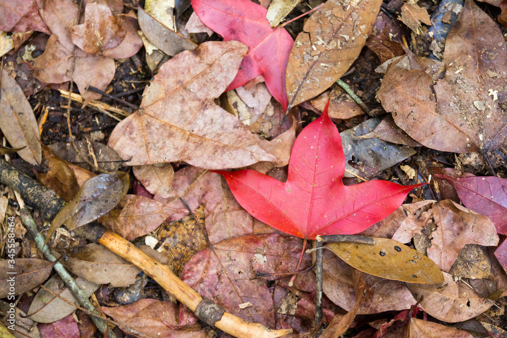 red maple leaf on floor