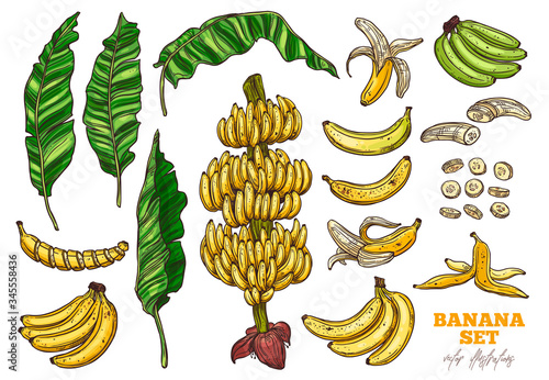 Bananas tree and tropical fruit vector set. Palms foliage and leaves. Sketch hand drawn collection