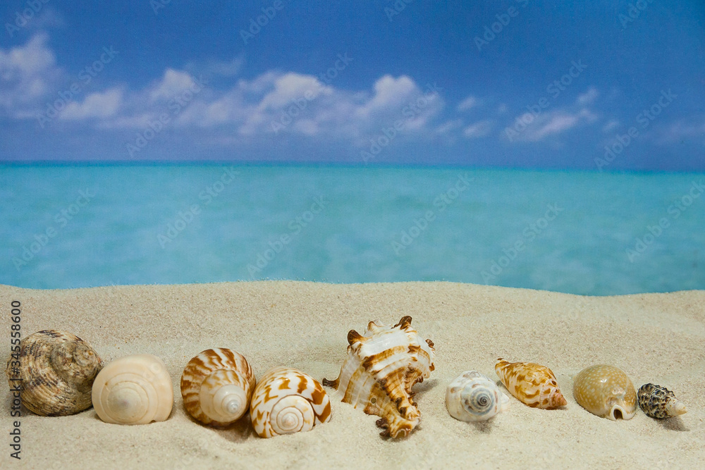 the beach of a tropical Paradise sea island, with shells and the shade of palm trees the beach of a tropical Paradise sea island, with shells and the shade of palm trees