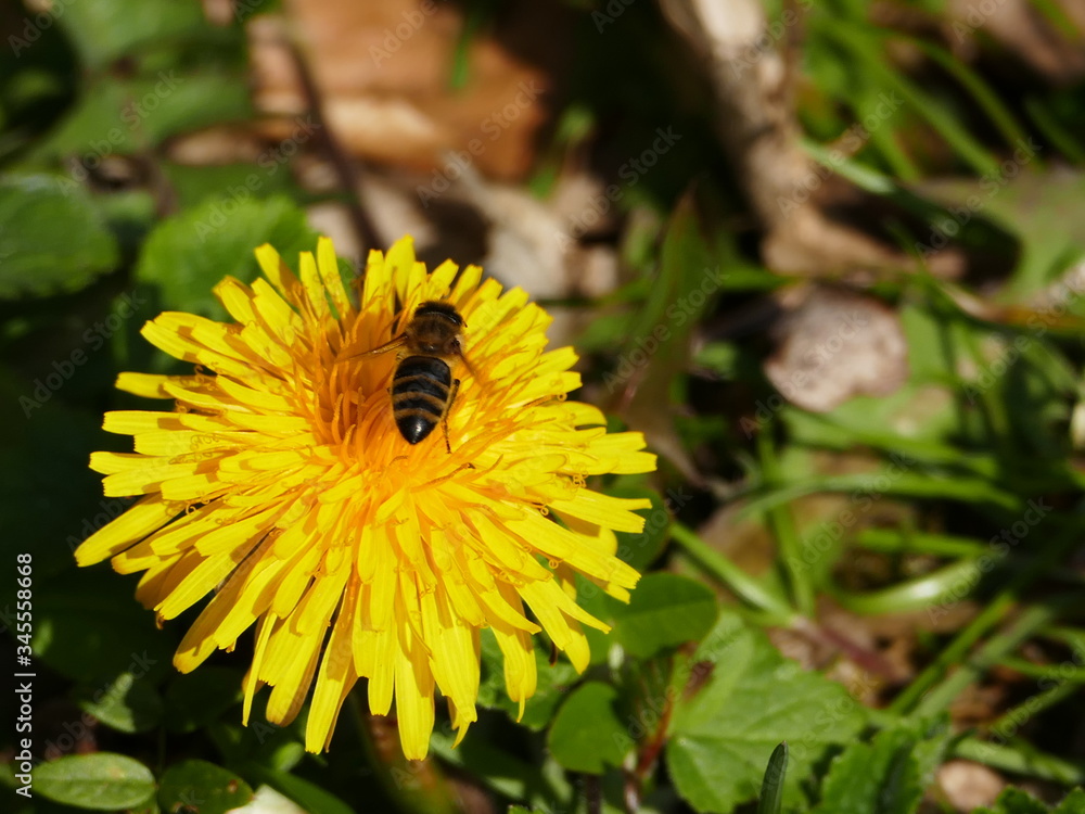 Löwenzahn Blüte mit Honigbiene Löwenzahn Blüte mit Honigbiene
