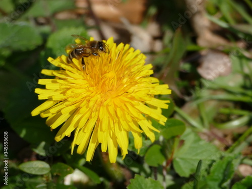 L  wenzahn Bl  te mit Honigbiene