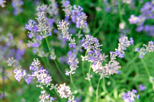 Blooming lavender in a field close-up  in the summer in the rays of the sun at sunset. Selective focus.