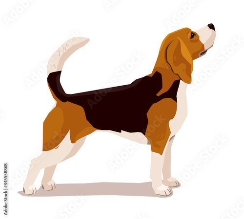 Cute beadle puppy. Show dog training to stand without moving. Flat vector illustration of pet