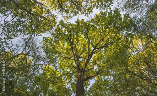 Trees in Woodland 