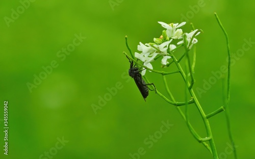 Nahaufnahme einer schwarzen Märzfliege isoliert vor grünem Hintergrund an einer Pflanze mit weißen Blüten, Bibio marci  photo