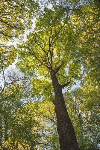 trees in the forest