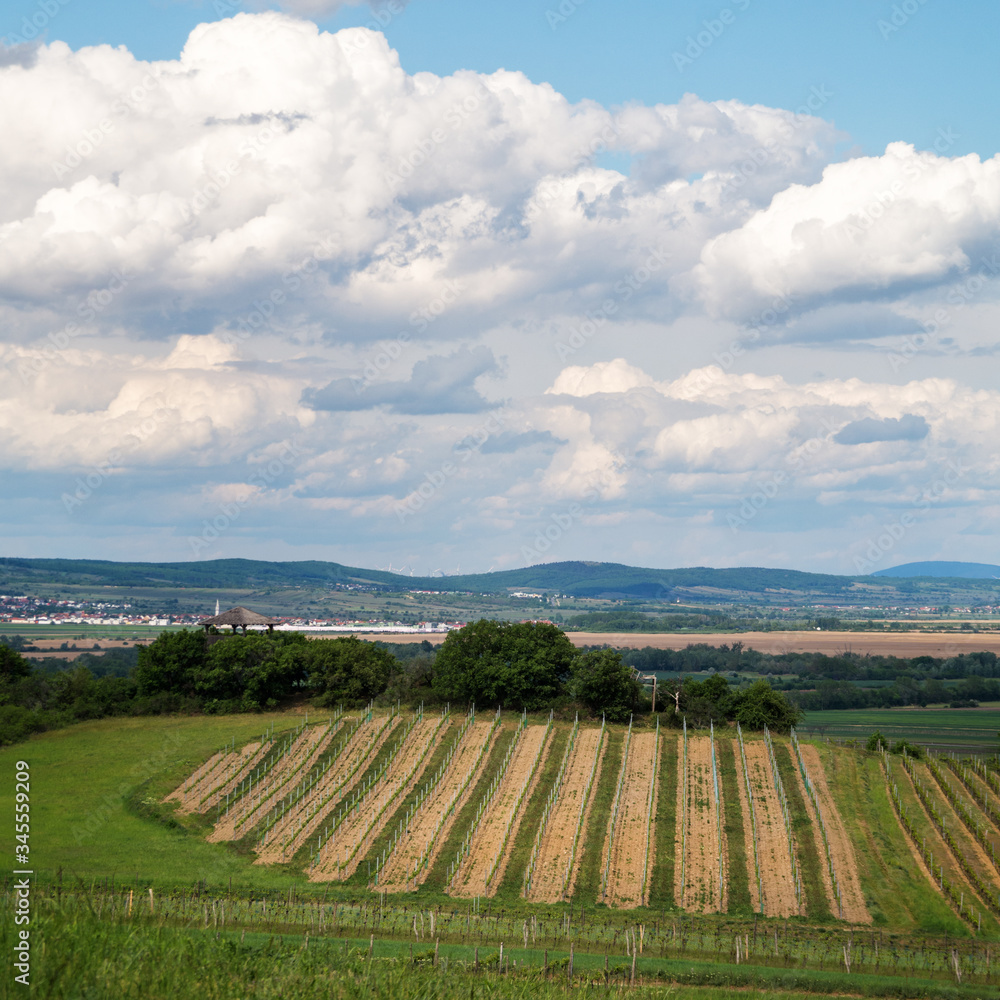 Vineyards on the hills above Neusiedlersee in Burgenland