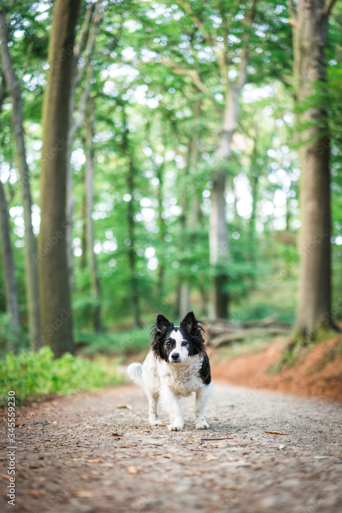 Discover the forest with your dog