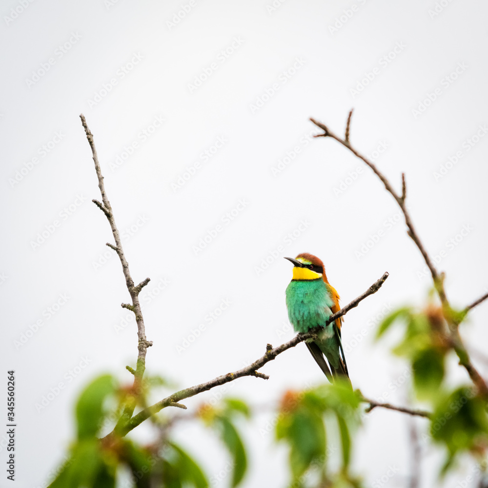 Bee-eater bird on a branch sitting Bee-eater bird on a branch sitting