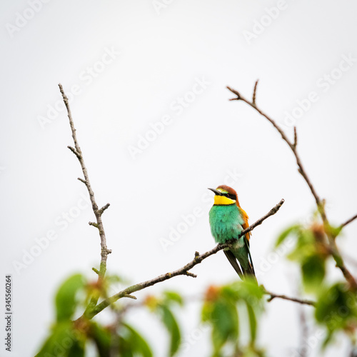 Bee-eater bird on a branch sitting © Ewald Fröch