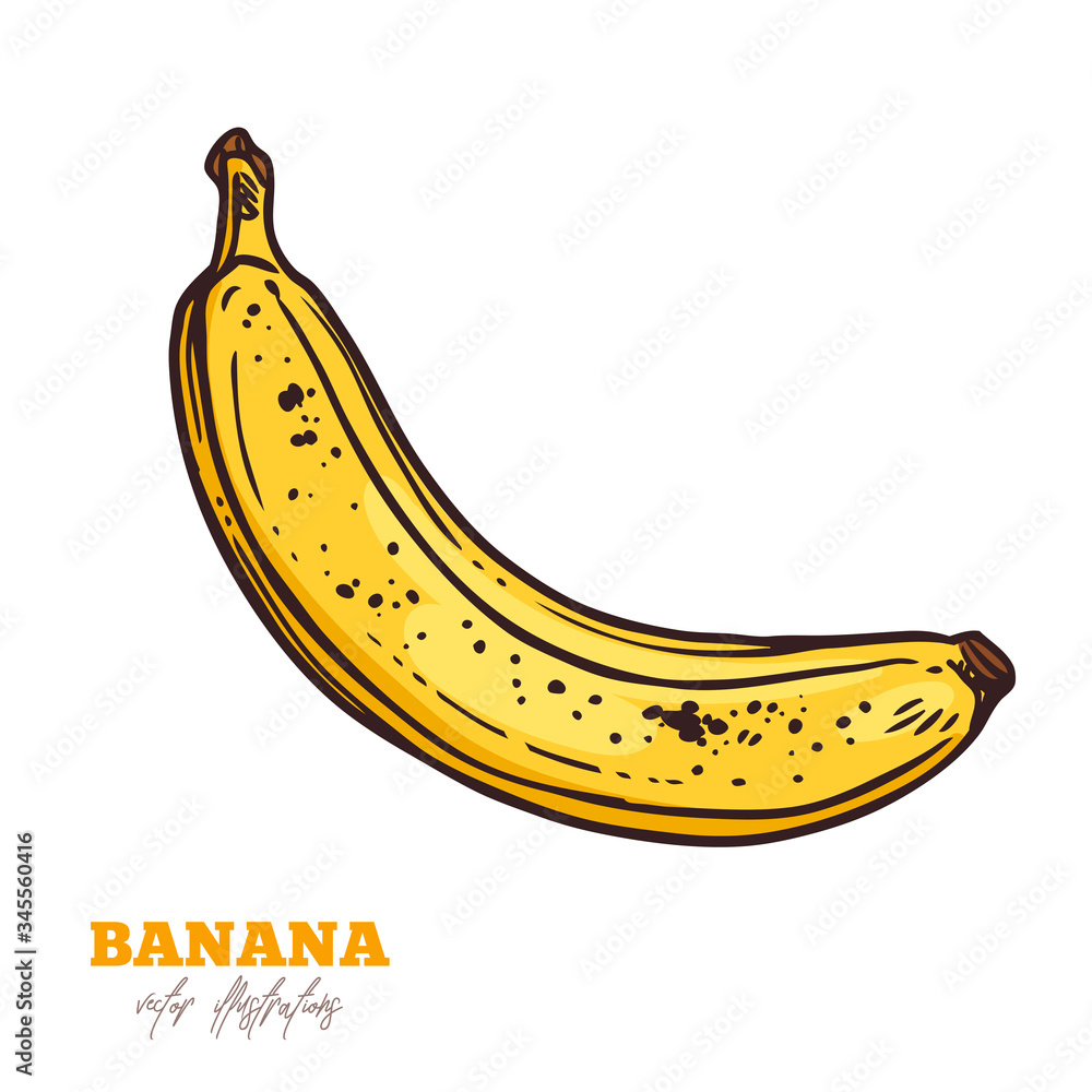 Vector hand drawn banana. Isolated yellow fruit. Sketch illustration