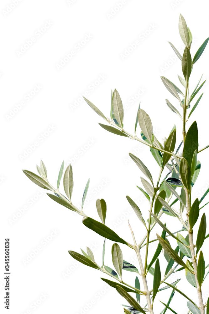 Fototapeta premium rameau d’olivier sur fond blanc 