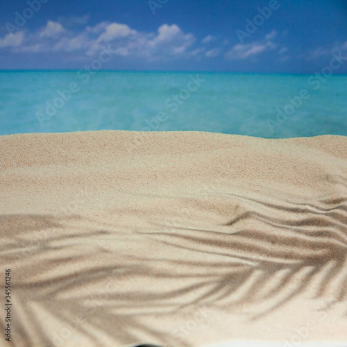 the beach of a tropical Paradise sea island  with shells and the shade of palm trees