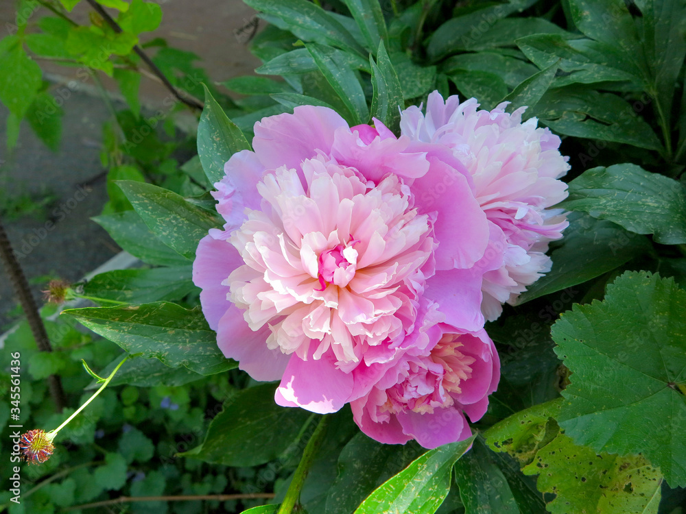 flower peony red and pink blossomed flower peony red and pink blossomed