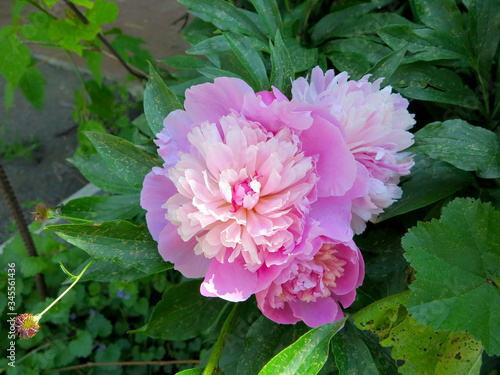  flower peony red and pink blossomed 