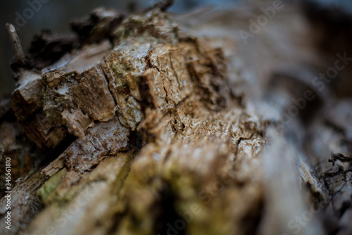 wood pattern of a broken tree. tree eaten by bark beetle