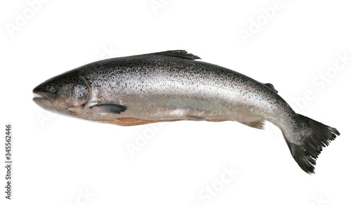 Raw salmon on a white isolated background
