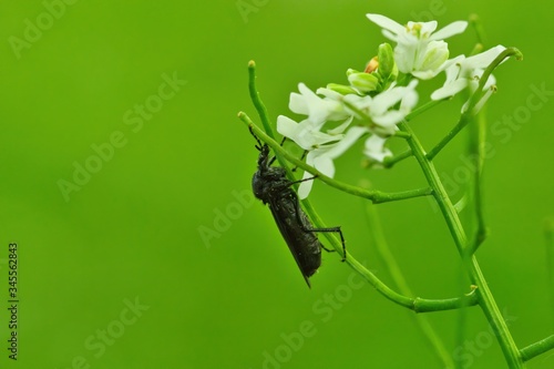 Nahaufnahme einer schwarzen Märzfliege isoliert vor grünem Hintergrund an einer Pflanze mit weißen Blüten, Bibio marci  photo