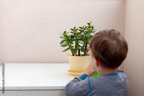 The child takes care of the home plant. A boy sprays plants in vases. The child takes care of plants at home, spraying the plant with clean water from a spray gun