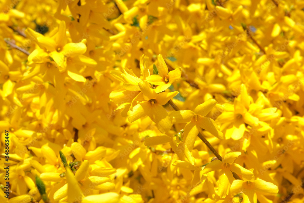 Yellow gentle flowers is growing in city park in spring. Forsythia europaea is blooming in garden, close up. Landscaping and decoration in springtime season. Yellow gentle flowers is growing in city park in spring. Forsythia europaea is blooming in garden, close up. Landscaping and decoration in springtime season.