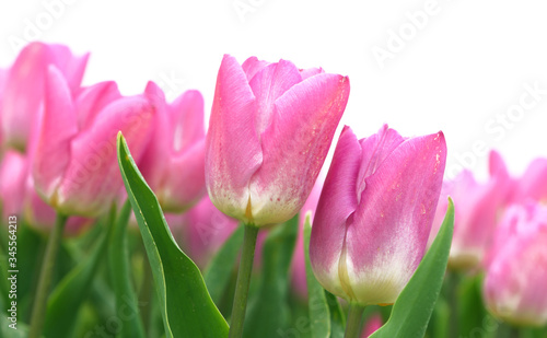 Beautiful pink tulip flowers blooming flowers in springtime in the Netherlands real Dutch tulips
