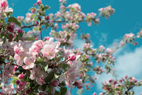 pink apple blossom against the blue sky