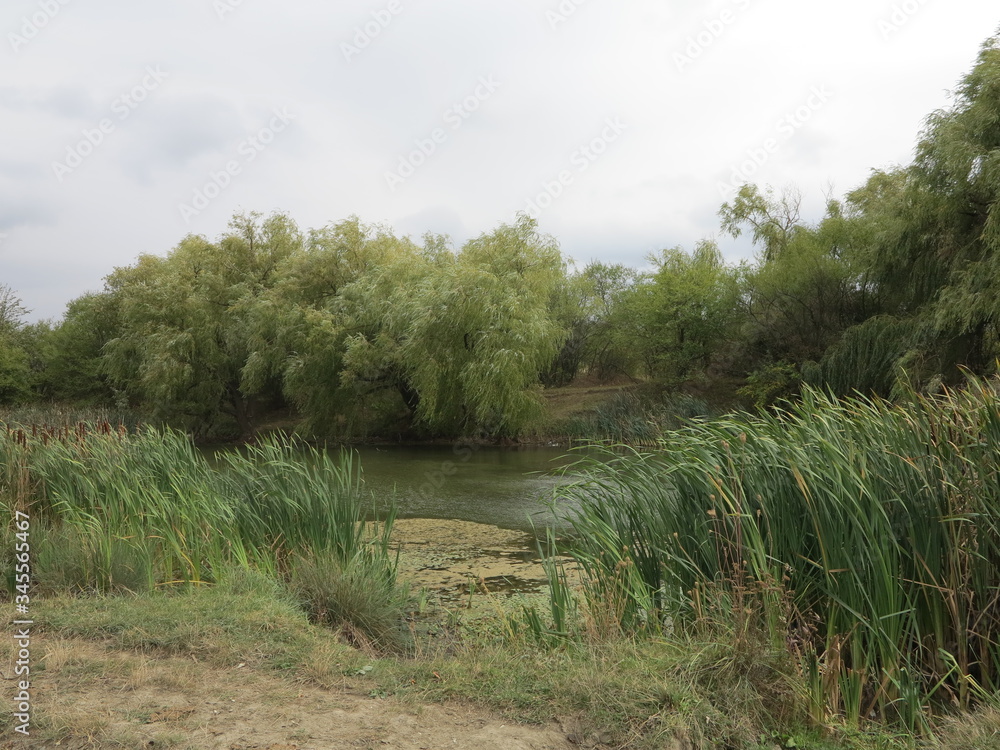 green lake with willow reeds green lake with willow reeds