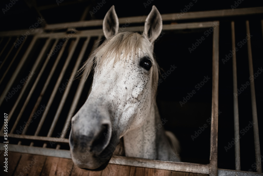 Fototapeta premium Biały koń w stajni