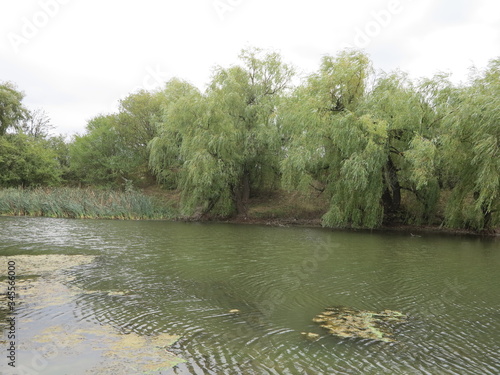 green lake with willow reeds