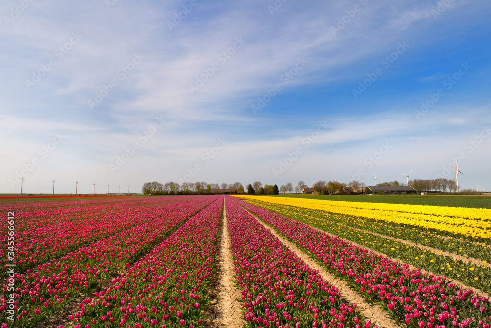 Fields full of Dutch colorful tulips