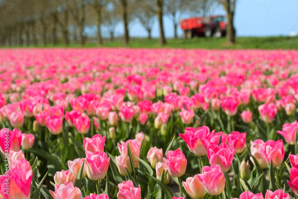 Fields full of Dutch tulips Fields full of Dutch tulips