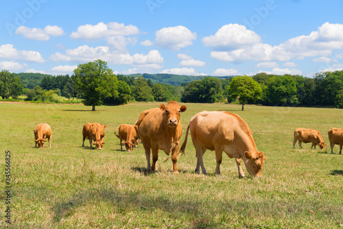 Limousine cows in France